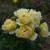 Rosa 'Cream Dream'