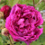 Rosa 'Crimson Blush'