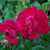 Rosa 'Crimson Shower'