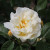 Rosa 'Danae'
