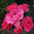 Rosa 'Dancing Pink'