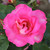 Rosa 'Dancing Pink'