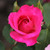 Rosa 'Dancing Pink'