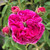 Rosa 'Darius'