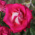 Rosa 'Darling Jenny'