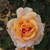 Rosa 'David's Rose'