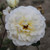 Rosa 'David's Star'