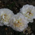 Rosa 'David's Star'