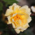Rosa 'Daybreak'