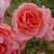 Rosa 'Dearest'