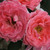 Rosa 'Dearest'