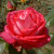 Rosa 'Debbie Thomas'