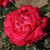 Rosa 'Debbie Thomas'