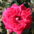 Rosa 'Debbie Thomas'