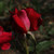 Rosa 'Debbie Thomas'
