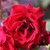 Rosa 'Deep Secret'