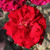 Rosa 'Deep Secret'