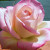 Rosa 'Desperado'