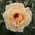 Rosa 'Diamond Jubilee'