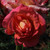 Rosa 'Die Welt'