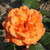 Rosa 'Doris Tysterman'