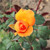 Rosa 'Doris Tysterman'