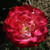 Rosa 'Double Delight'
