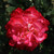 Rosa 'Double Delight'