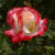 Rosa 'Double Delight'