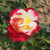 Rosa 'Double Delight'