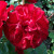 Rosa 'Dublin Bay'