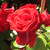 Rosa 'Dublin Bay'