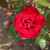 Rosa 'Dublin Bay'