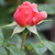 Rosa 'Duchess of Cornwall'