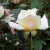 Rosa 'Eileen'