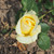 Rosa 'Elina'