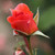 Rosa 'Elizabeth of Glamis'