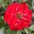 Rosa 'Emma Clare'