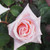 Rosa 'Emma May'