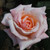 Rosa 'Emma May'