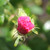 Rosa 'Empress Josephine'