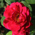 Rosa 'Ena Harkness (Climbing)'