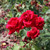 Rosa 'Ena Harkness (Climbing)'