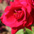 Rosa 'Ena Harkness (Climbing)'