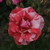 Rosa 'England's Heroes'