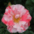 Rosa 'England's Heroes'