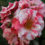 Rosa 'England's Heroes'