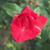 Rosa 'Ernest H. Morse'