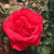Rosa 'Ernest H. Morse'