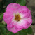 Rosa 'Escapade'
